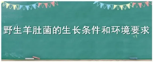 野生羊肚菌的生长条件和环境要求 | 三农问答