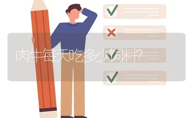 肉牛每天吃多少饲料? | 养殖问题解答