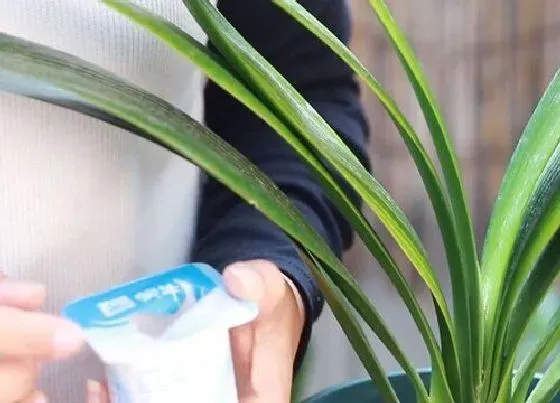 植物常识问题|牛奶可以浇花吗 牛奶可以直接浇花浇植物吗