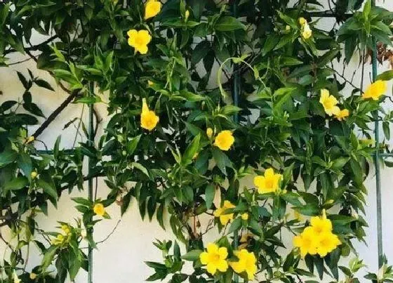 植物常识问题|冬季怎么养茉莉花加速枝条木质化
