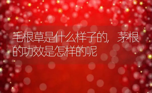 毛根草是什么样子的,茅根的功效是怎样的呢 | 养殖常见问题