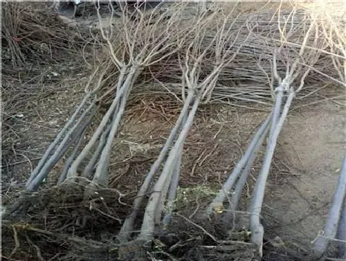 植物常识问题|山楂树的种植方法及要求（山楂树适合什么土壤栽种）