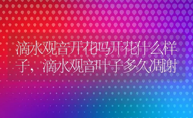 滴水观音开花吗开花什么样子,滴水观音叶子多久凋谢 | 养殖常见问题