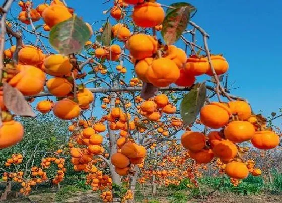 植物常识问题|柿子品种