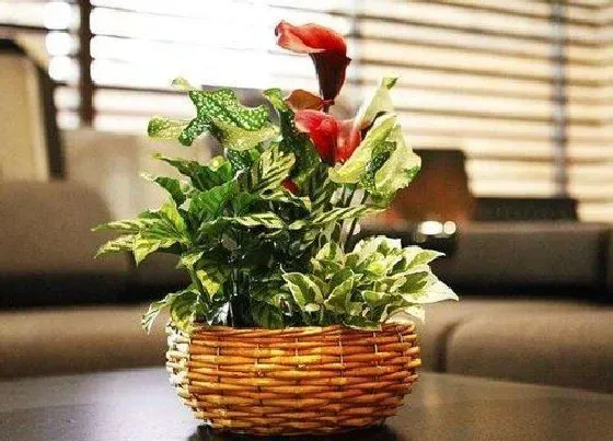植物常识问题|新手养花一定要知道的养花技巧