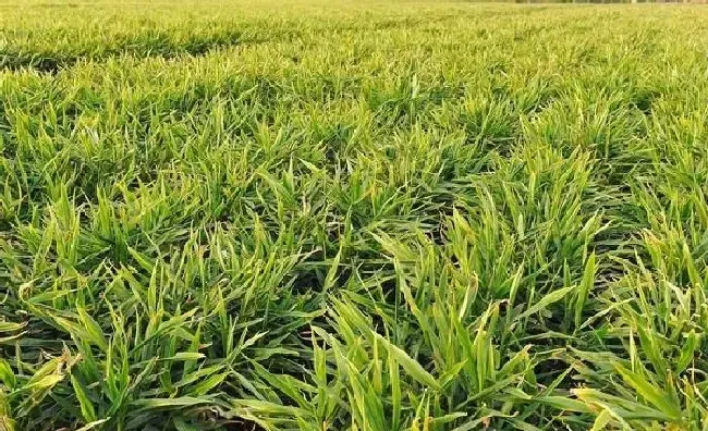 植物常识问题|生姜从选种到播种的方法和步骤（生姜栽培时间和技术）