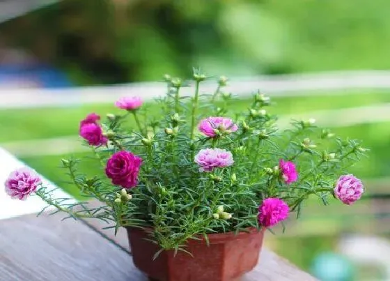 植物常识问题|太阳花如何过冬（太阳花的冬季管理与过冬注意事项）