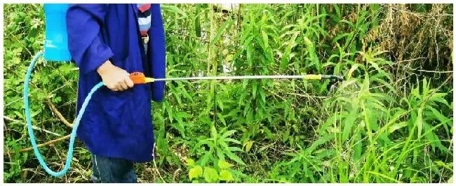 杀虫王怎么用和多菌灵可以兑到一起喷吗 | 三农答疑