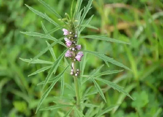 植物常识问题|艾草和益母草的区别