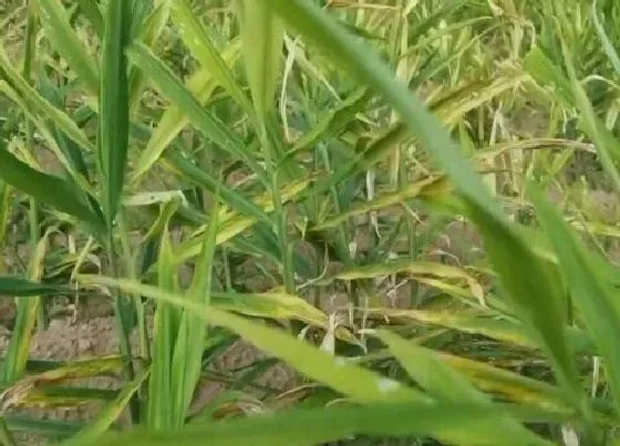 植物常识问题|生姜从选种到播种的方法和步骤（生姜栽培时间和技术）