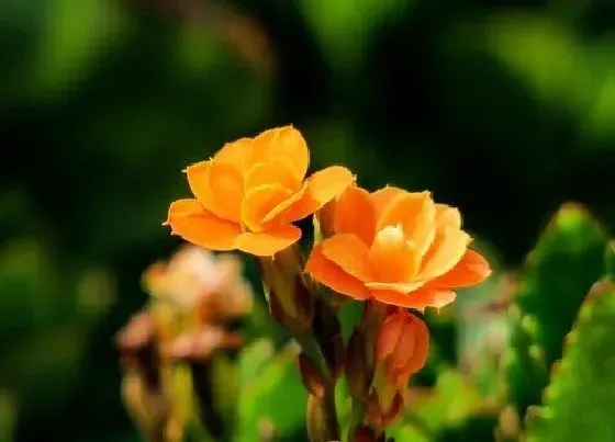 植物常识问题|6月养长寿花如何做好修剪和休眠养护工作