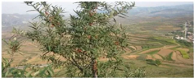 沙棘树种植注意事项 | 生活常识