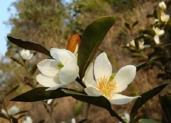 植物常识问题|含笑花养不好的真正原因有哪些