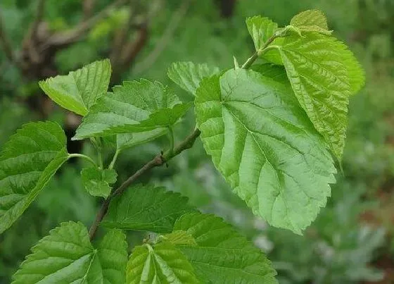 植物常识问题|桑叶什么时候采摘