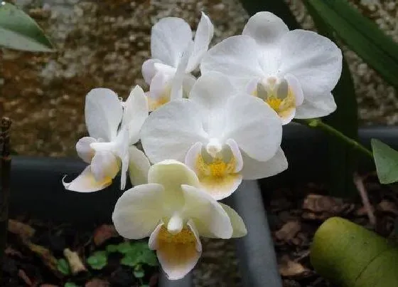 植物常识问题|夏季兰花浇水为什么中午不能浇