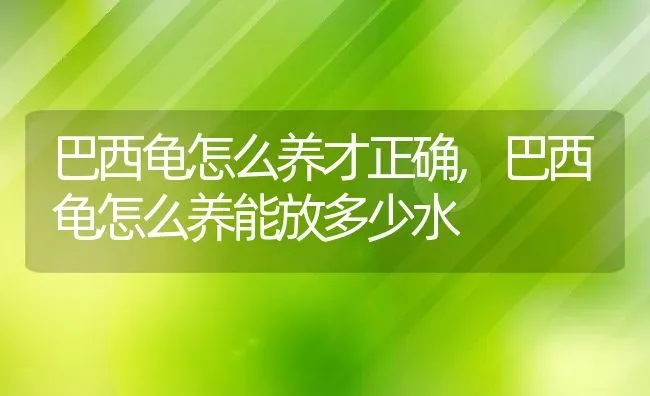 巴西龟怎么养才正确,巴西龟怎么养能放多少水 | 养殖常见问题