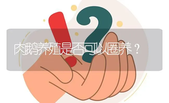 肉鹅养殖是否可以圈养? | 养殖问题解答