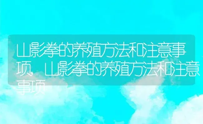 山影拳的养殖方法和注意事项,山影拳的养殖方法和注意事项 | 养殖常见问题