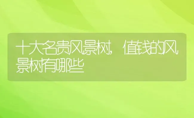 十大名贵风景树,值钱的风景树有哪些 | 养殖常见问题