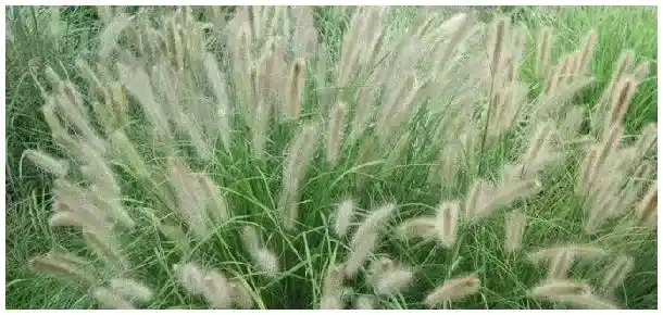 狼尾草需要修剪吗 | 农业常识