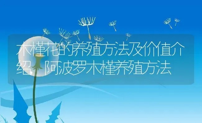 木槿花的养殖方法及价值介绍,阿波罗木槿养殖方法 | 养殖常见问题