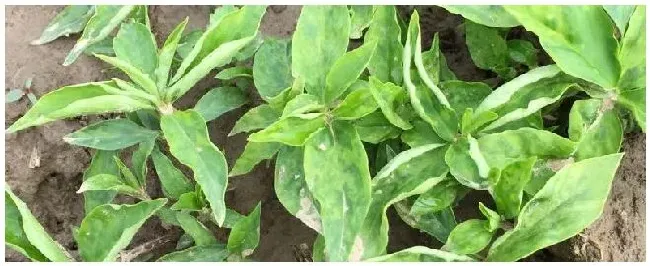 太子参种植技术与栽培管理和党参有什么区别 | 科普知识