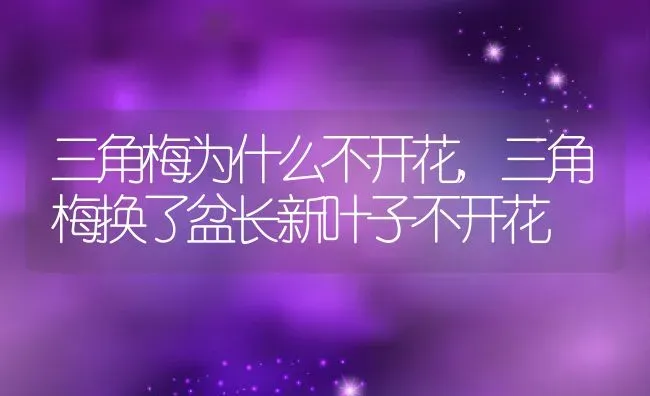 白掌叶尖干枯怎么处理,冬天白掌叶子蔫了怎么补救？ | 养殖常见问题