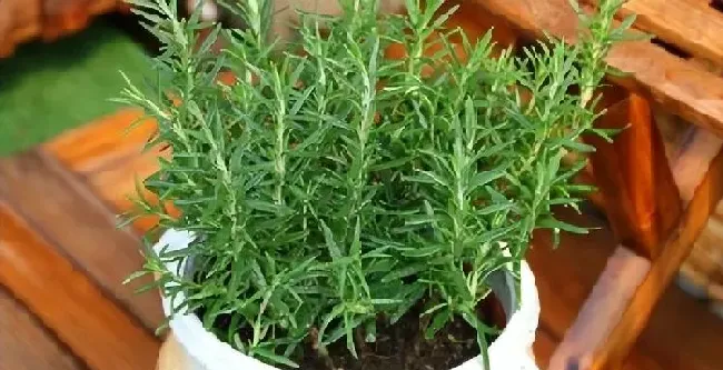 植物常识问题|迷迭香怎么种植方法