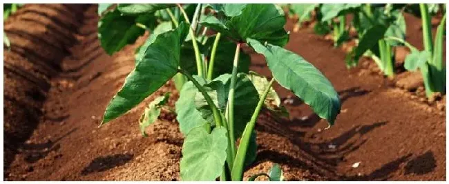 芋头为什么不能连续种2年附芋头种植方法 | 生活常识