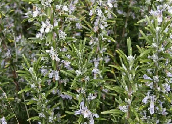 植物常识问题|迷迭香的种植方法