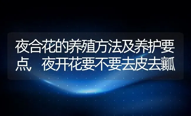 夜合花的养殖方法及养护要点,夜开花要不要去皮去瓤 | 养殖常见问题