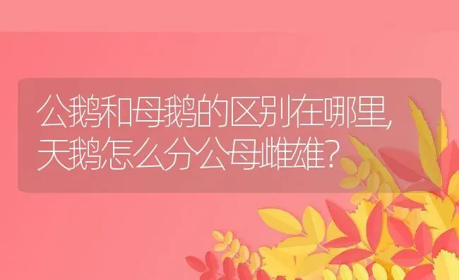 公鹅和母鹅的区别在哪里,天鹅怎么分公母雌雄？ | 养殖常见问题