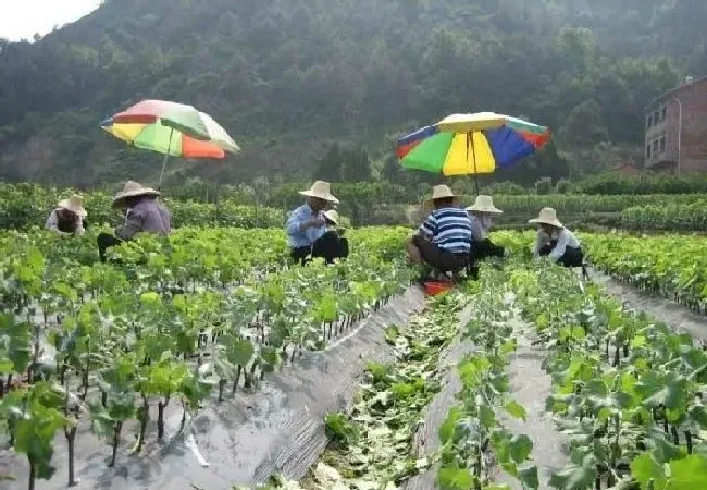 植物常识问题|葡萄扦插育苗技术要点（教你几步就学会扦插种植技术）