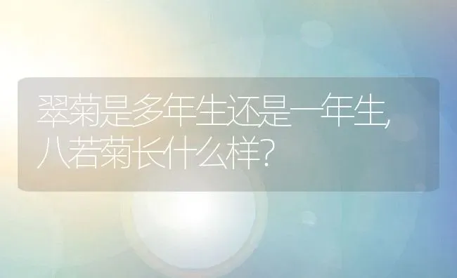 翠菊是多年生还是一年生,八若菊长什么样？ | 养殖常见问题