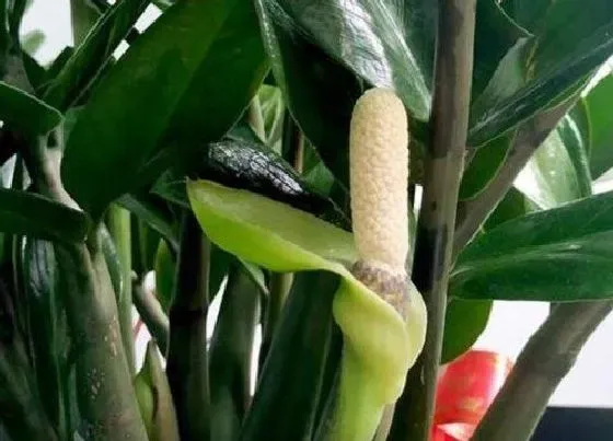 植物常识问题|金钱树枝条倒伏下垂是什么原因