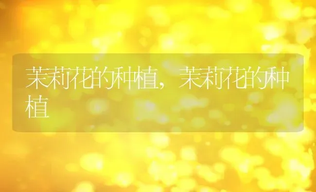 茉莉花的种植,茉莉花的种植 | 养殖常见问题