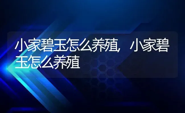 小家碧玉怎么养殖,小家碧玉怎么养殖 | 养殖常见问题