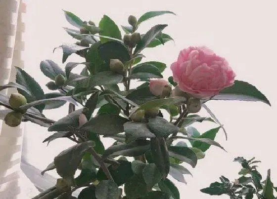 植物常识问题|夏天养护茶花需要注意哪些事情
