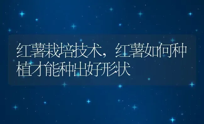 红薯栽培技术,红薯如何种植才能种出好形状 | 养殖常见问题
