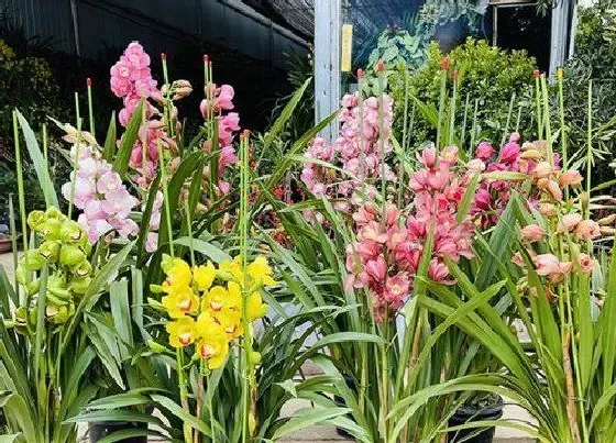 植物常识问题|夏季兰花浇水为什么中午不能浇