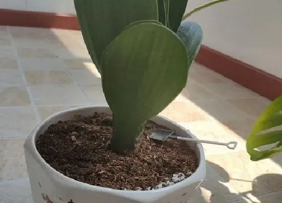 植物常识问题|君子兰如何自制养花肥
