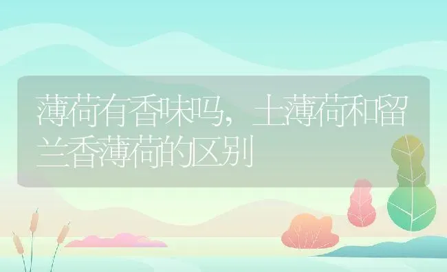 薄荷有香味吗,土薄荷和留兰香薄荷的区别 | 养殖常见问题