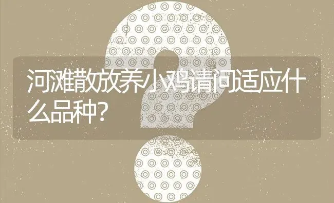 河滩散放养小鸡请问适应什么品种? | 养殖问题解答