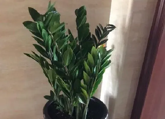 植物常识问题|金钱树枝条倒伏下垂是什么原因