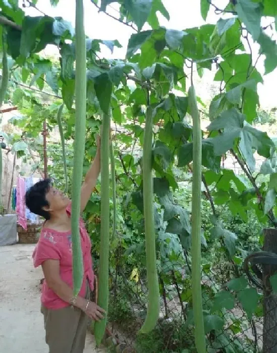 植物常识问题|丝瓜化瓜是什么原因（怎么防止化瓜及高产措施）