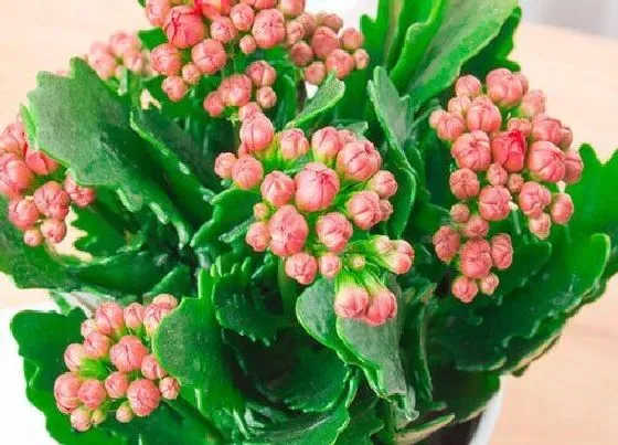 植物常识问题|6月养长寿花如何做好修剪和休眠养护工作