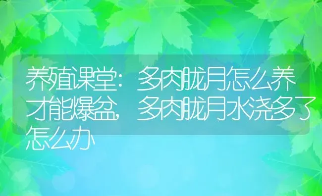 养殖课堂:多肉胧月怎么养才能爆盆,多肉胧月水浇多了怎么办 | 养殖常见问题