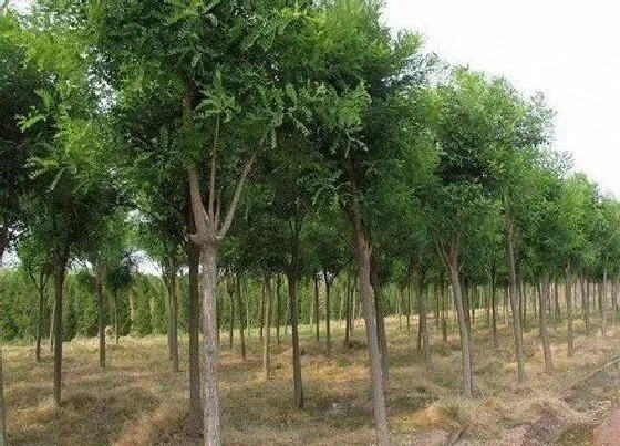 植物常识问题|槐树为什么被称为鬼树 家门口有槐树是吉还是凶