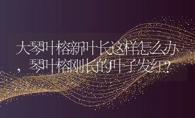 大琴叶榕新叶长这样怎么办,琴叶榕刚长的叶子发红？ | 养殖常见问题