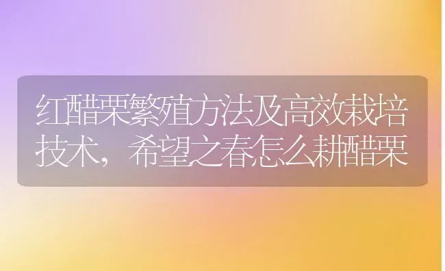 红醋栗繁殖方法及高效栽培技术,希望之春怎么耕醋栗 | 养殖常见问题